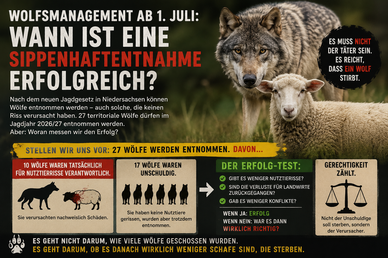 Hornisgrinde-Wolf 28.06.2026: Wenn der falsche Wolf erschossen wird – ist das trotzdem ein Erfolg?
