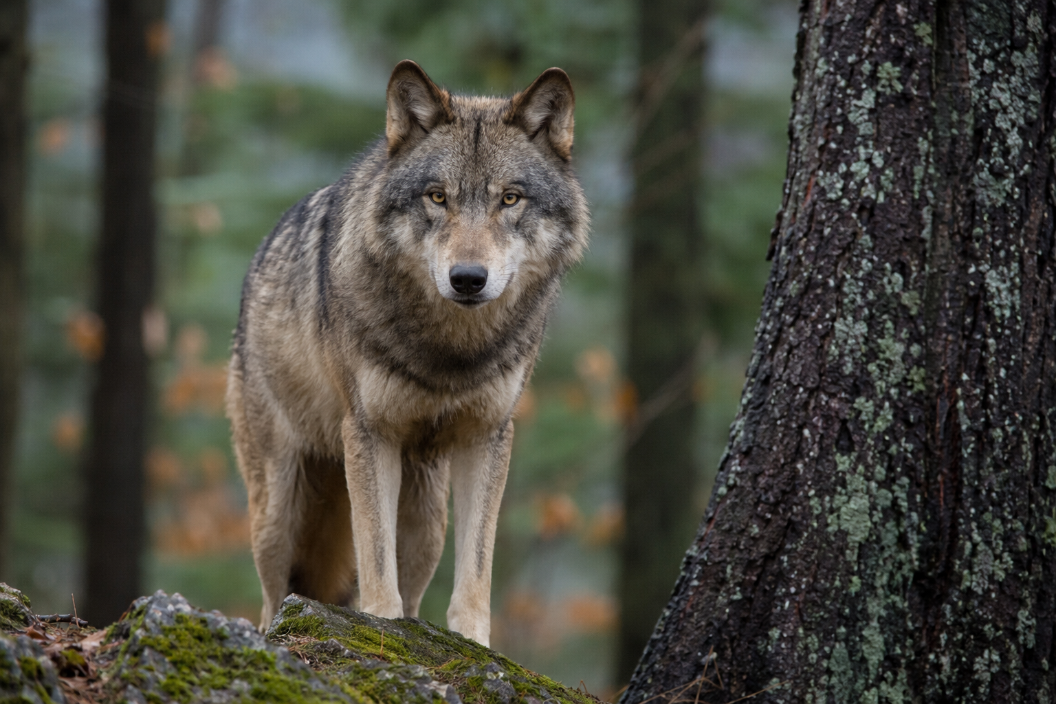 Welt-Interview mit Helmut Dammann-Tamke: Bestätigungswissen und Entscheidungswissen zum Wolfsmanagement in semantischer Struktur