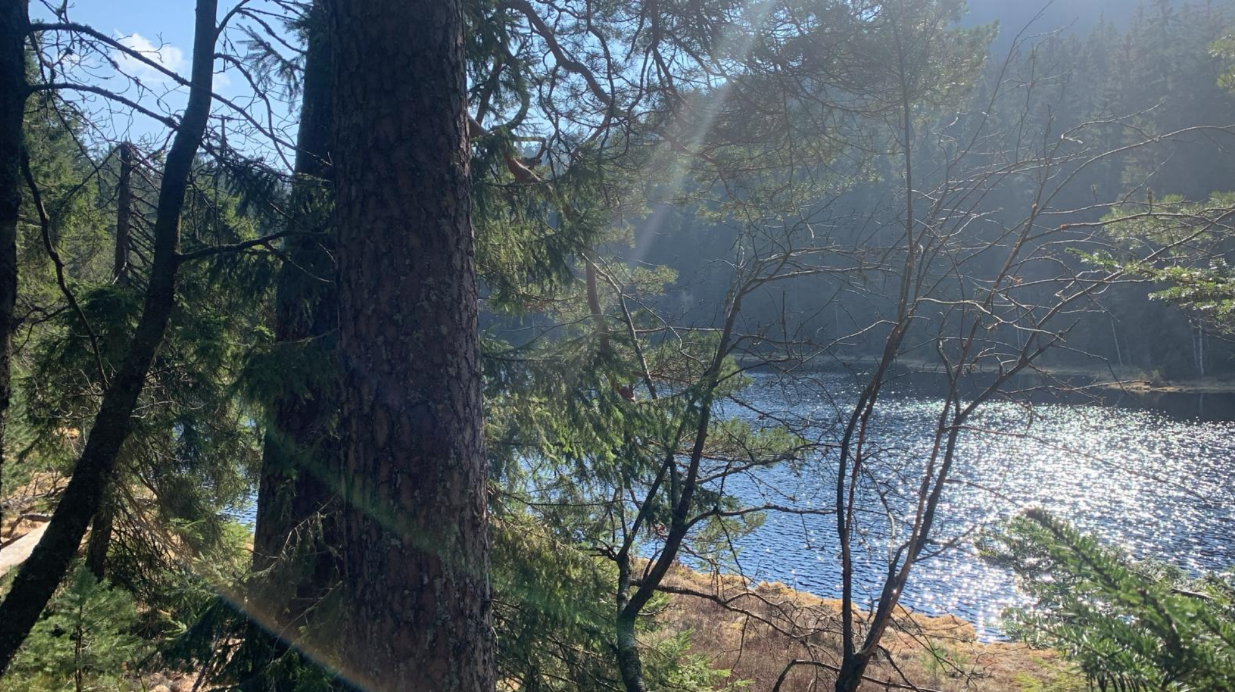 Wolf GW2672m („Grindi“) im Nordschwarzwald – Faktenlage, Akteure und Entscheidungsrahmen (Stand 03/2026)