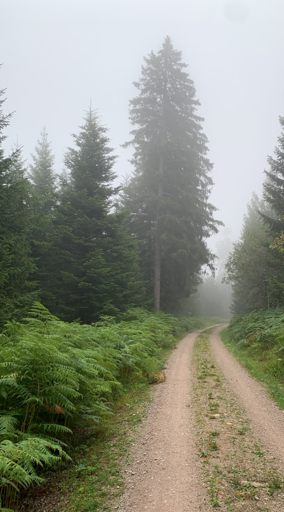 Hornisgrinde-Wolf Grindi: 18 Kilometer zwischen Hundseck, Sackweg und Alter Tanne – was im Lebensraum sichtbar wird und was nicht