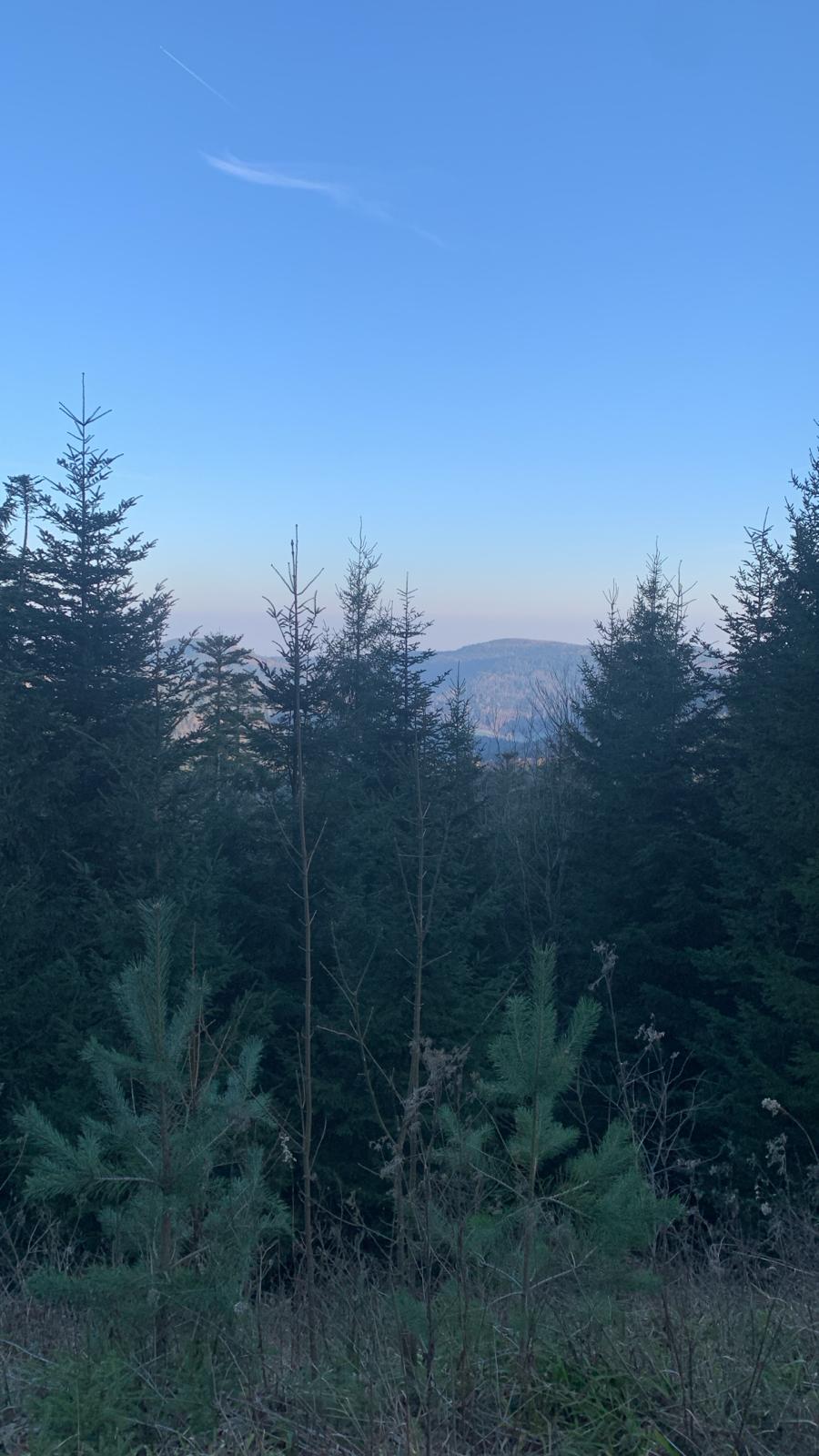 Was passiert nach dem Stopp der Jagd auf „Grindi“? Einordnung, Vergleich und nächste Schritte