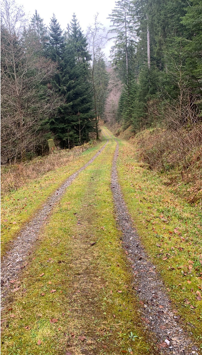 Was wir aus dem Brandenburg-Wolf lernen können – und warum das auch für „Grindi“ (GW2672m) wichtig ist