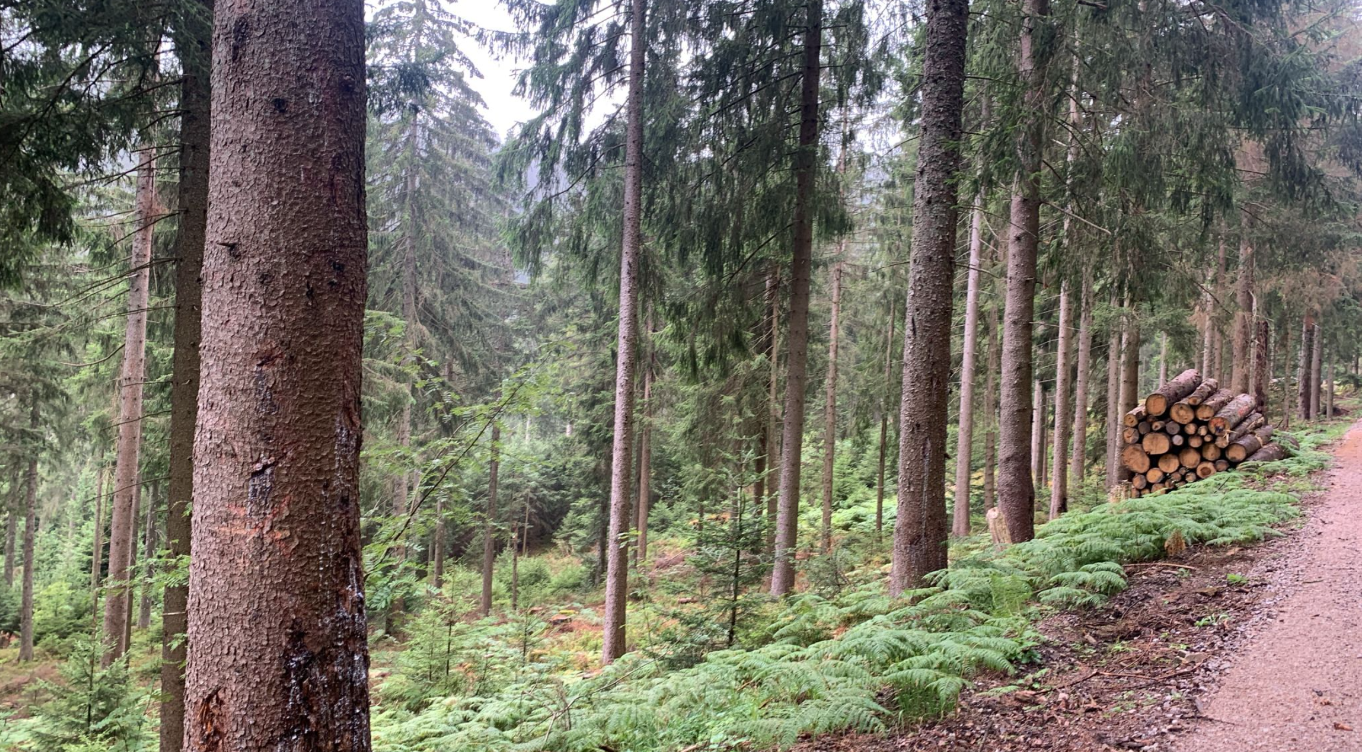 Grindi-Wolf: Sandra über Vergrämung, Mahnwachen und ihre Erfahrungen