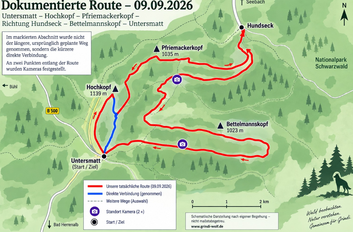 Hornisgrinde-Wolf: Sandras Beobachtungen zu Koexistenz und einer Wanderung ohne Wolfssichtung