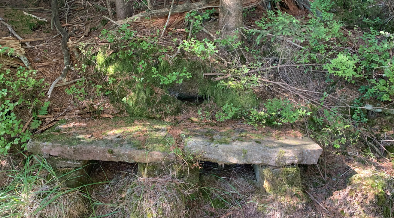 Hornisgrinde-Wolf am Hohen Ochsenkopf: Beobachtungen aus der Entnahmephase