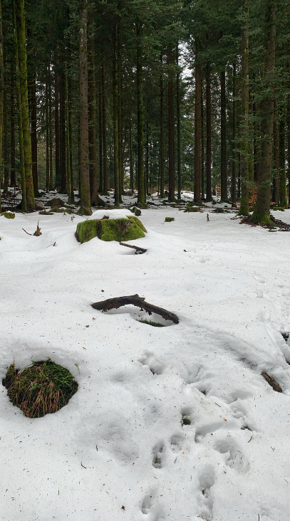 Grindi Wolf Schwarzwald: Flache Bewegungsroute zwischen Hundseck, Untersmatt und Bettelmannskopf