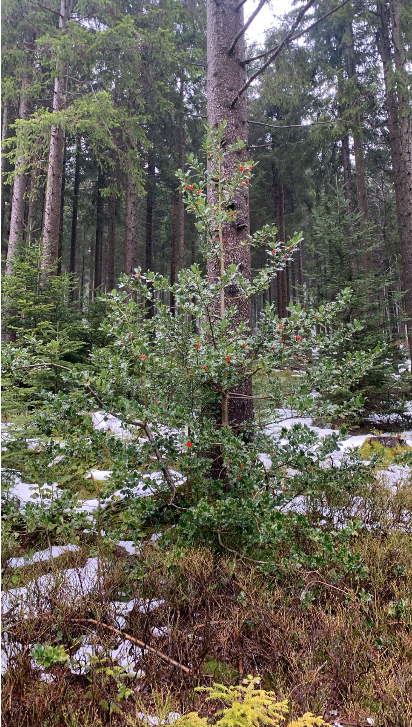 Yellowstone Effekt im Schwarzwald: Grindi Wolf (GW2672m) und der Nationalpark Schwarzwald als neues System