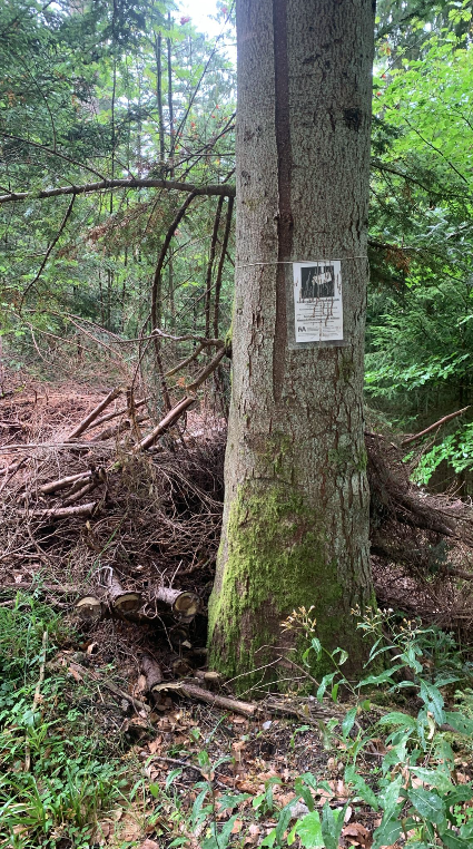 Drückjagd Stippbach 2026: Naturschutz, Wildstress und Jagdethik