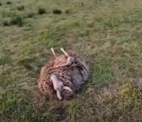 Warum über Wolfsrisse sofort gesprochen wird – und über Vernachlässigung oft erst später