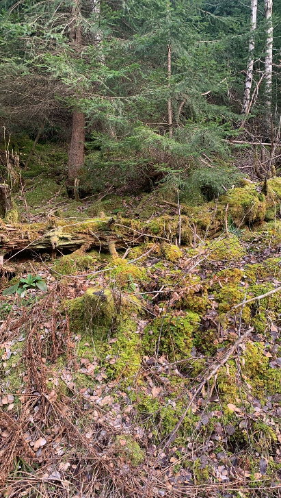 Fangversuche beim Wolf Grindi (GW2672m) im Schwarzwald – was wirklich passiert ist