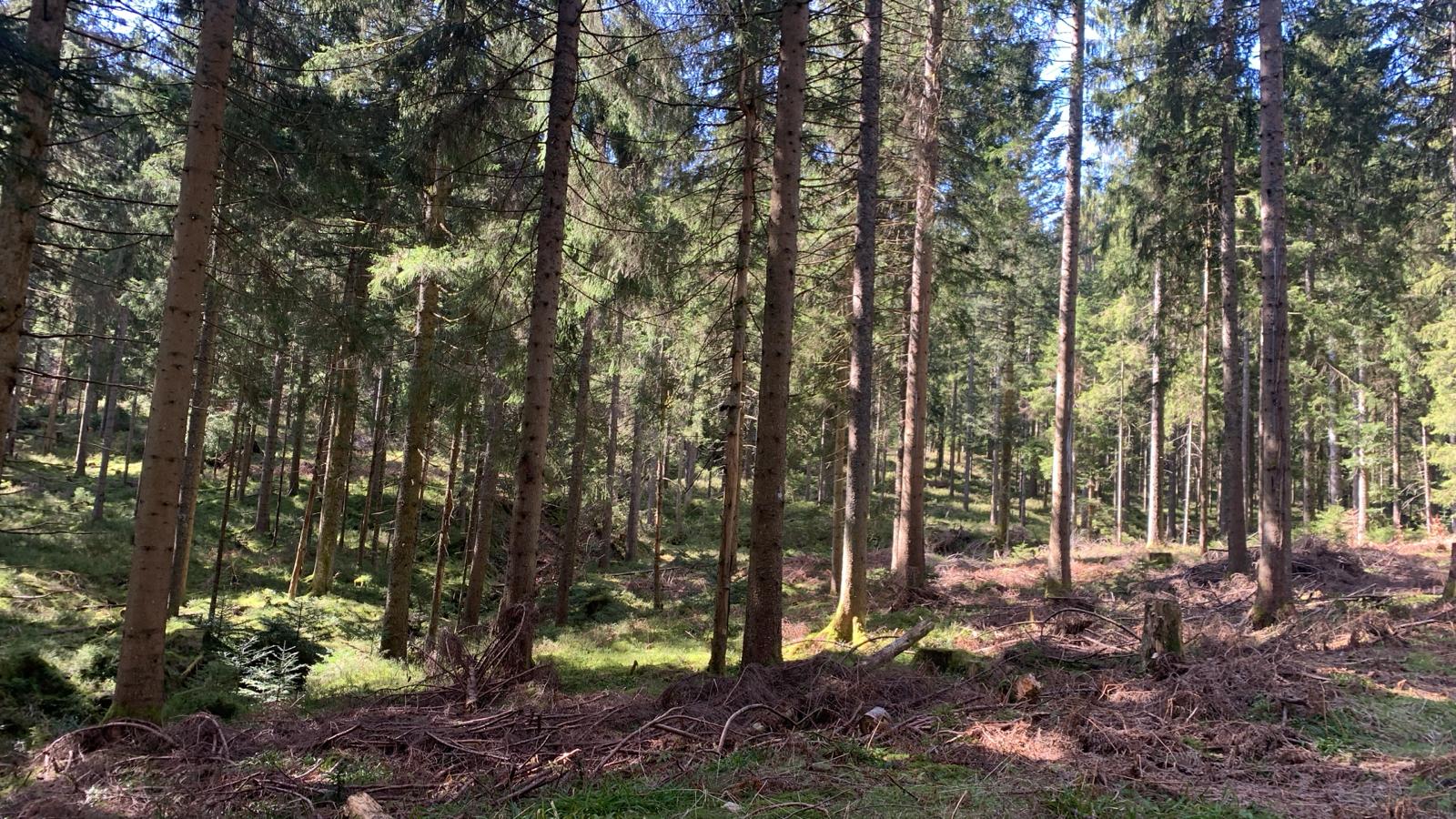 Zielgenauigkeit Wolfsentnahme Nordschwarzwald