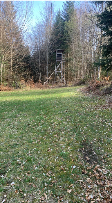 Deutscher Jagdverband und Wolfsmanagement im Nordschwarzwald