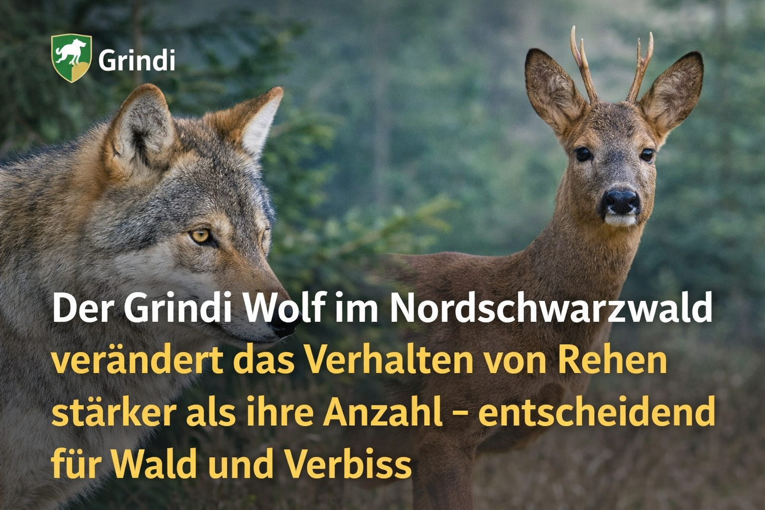 Grindi Wolf Reh Regulierung Schwarzwald