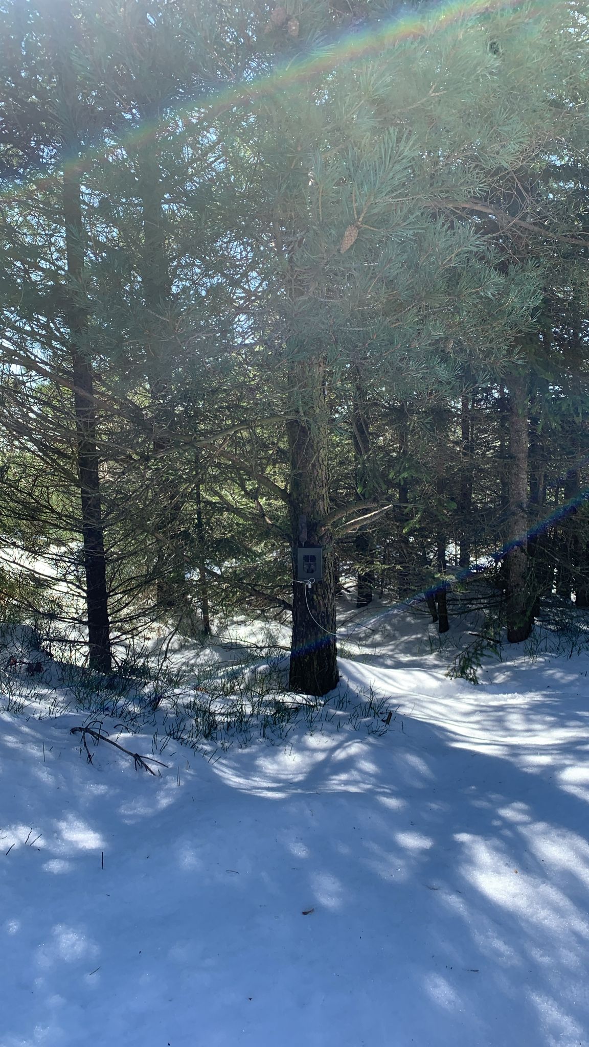 Warum das Einfangen eines Wolfs im Nordschwarzwald scheitern kann