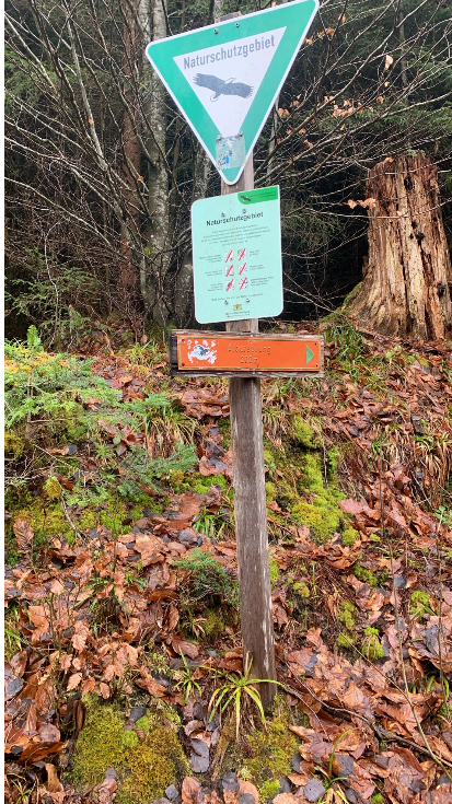 Grindi Wolfsfall im Nordschwarzwald – Dokumentation einer Beobachtung zwischen Mahnwache, Feldarbeit und Analyse · Stand März 2026