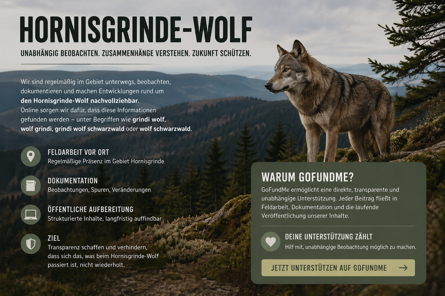 Hornisgrinde-Wolf: Unabhängige Beobachtung sichern