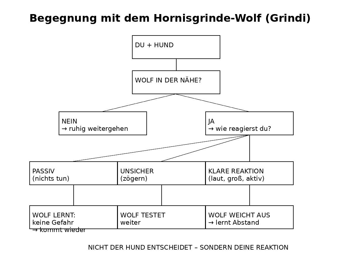 Grindi Wolf Begegnung · Richtig Verhalten im Schwarzwald