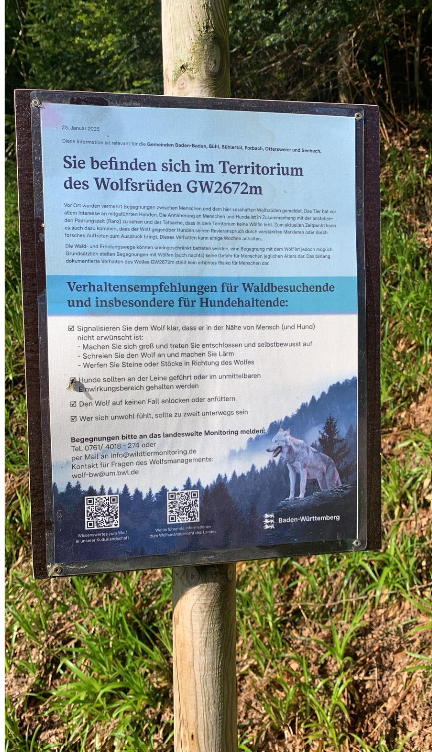 Hornisgrinde-Wolf nach der aufgehobenen Entnahmegenehmigung · Kahu, Sozial Walking und die Bedeutung kontinuierlicher Präsenz im Landschaftsraum