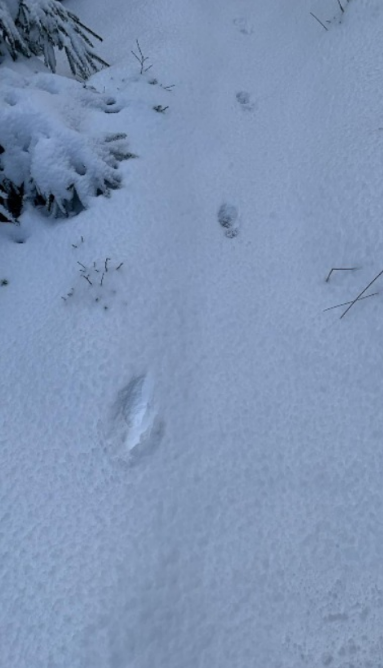 Grindi Wolf im Schwarzwald: Spuren lesen, Verhalten verstehen