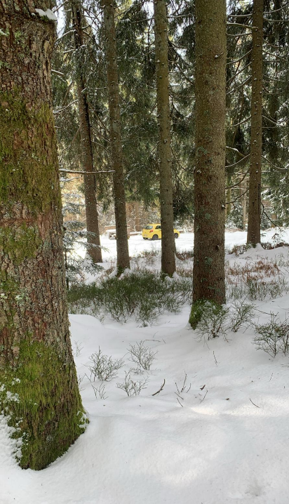 Grindi Wolf Nordschwarzwald – Beobachtungen und Aktivitäten März 2026