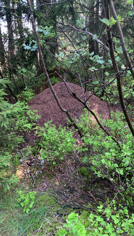 Sozial Walking, Kahu und die stille Erinnerung der Natur