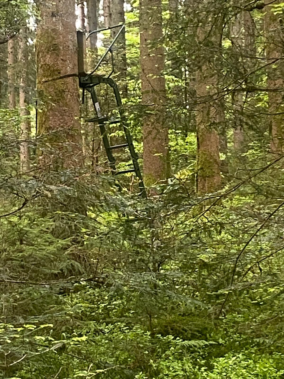 Hornisgrinde Wolf 2026 · Warum der Schwarzwald-Wolf weiter wichtig bleibt