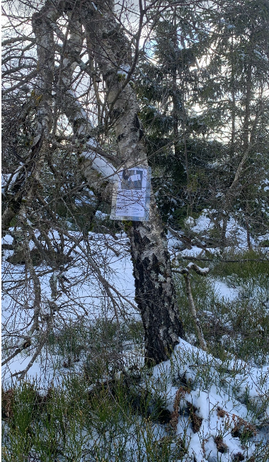Grindi Wolf im Schwarzwald – Nationalpark, Hornisgrinde und Managementmaßnahme