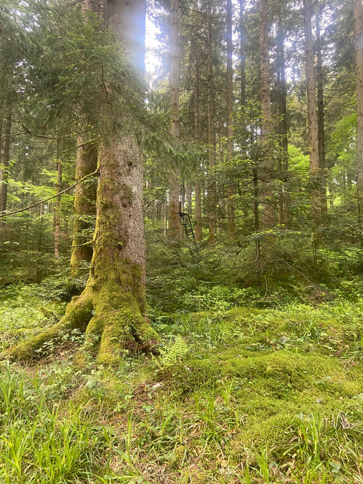 Oberallgäu, Grindi und Ennepetal · Warum die Entnahme allein den Konflikt nicht löst