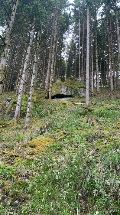 Oberallgäu 2026 · Problemwolf, Herdenschutz und die neue Logik adaptiver Governance
